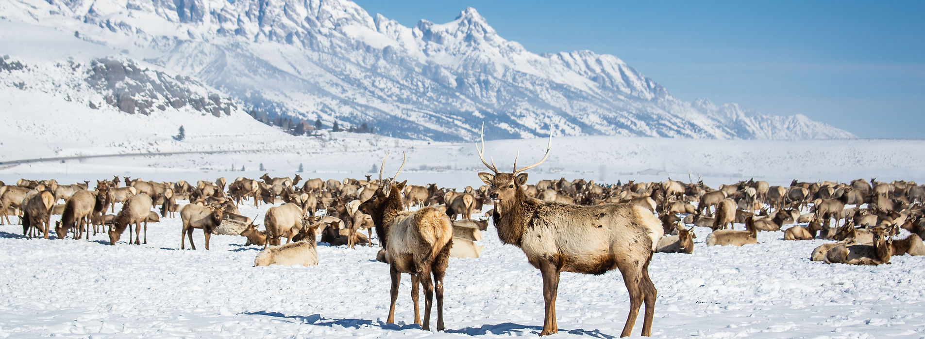 WINTER WILDLIFE IN THE TETONS