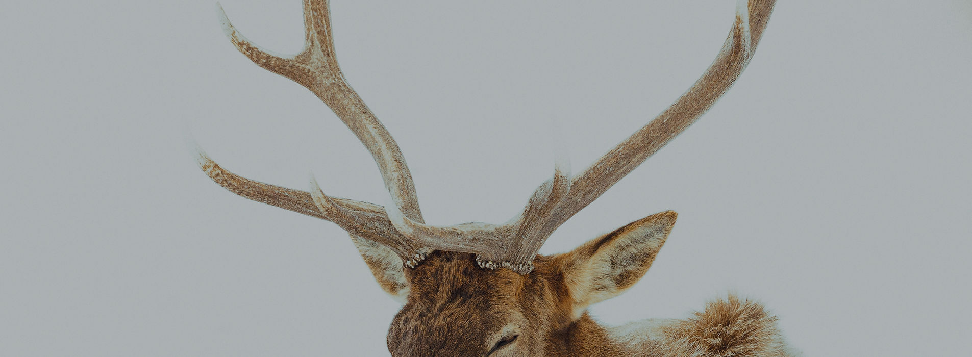 GRAND TETON NATIONAL PARK SAFARI