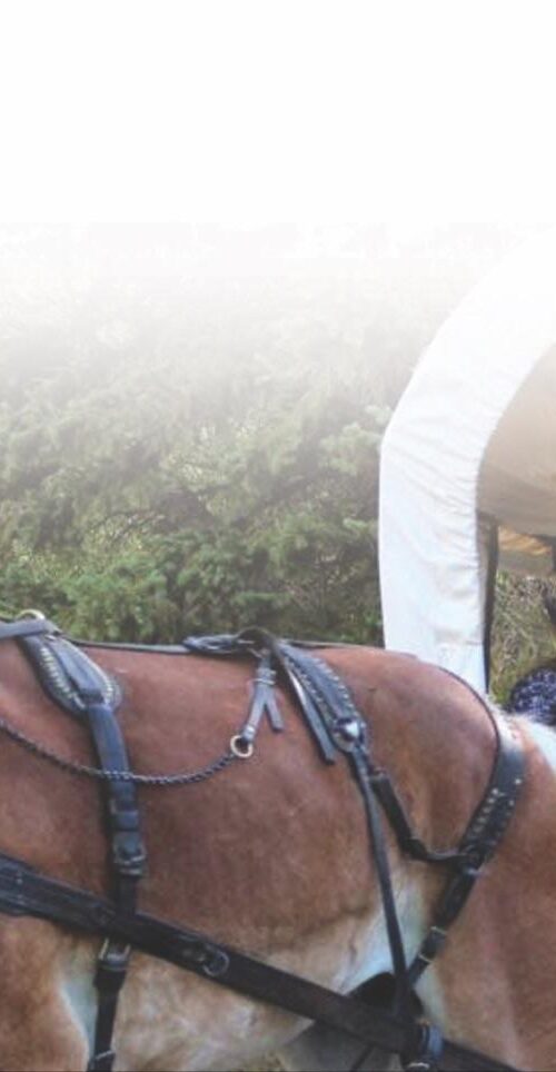 Chuckwagon
