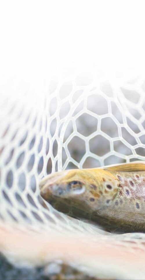 fly fishing