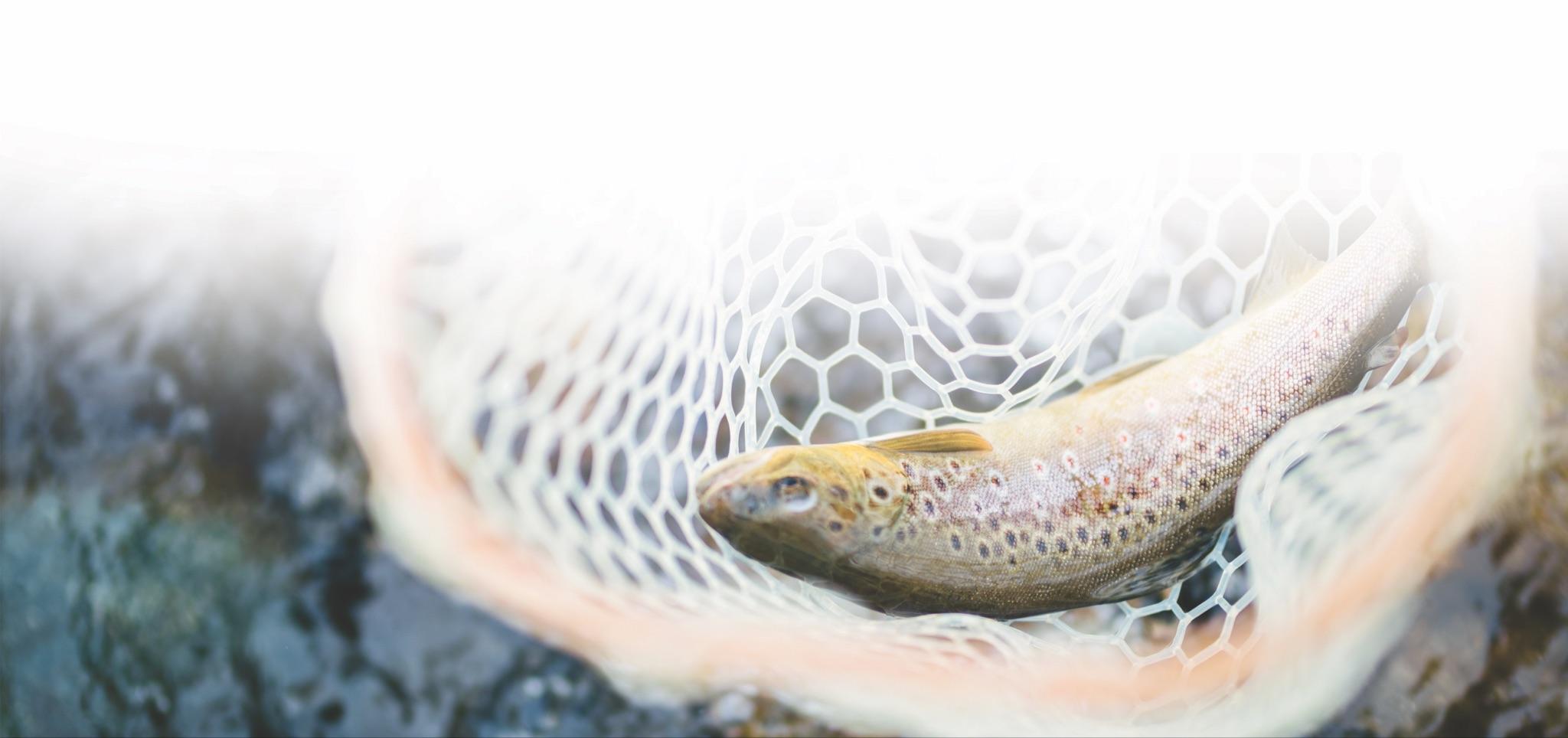 FLY FISHING