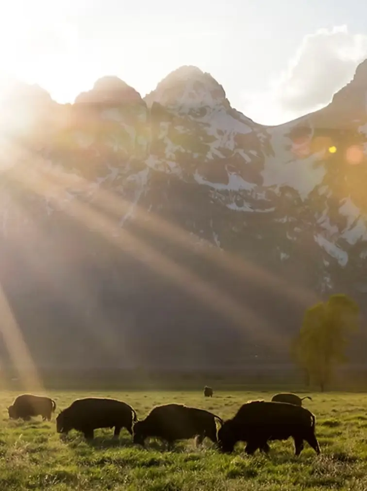 Wildlife at jackson hole